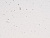 Доп. кант кромка 40мм PVC TL.PT.2400*40*40 (1127)