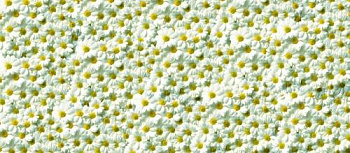 (ромашки)